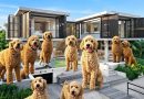 All New Noosa Heads Waterfront Homes Must Come With Labradoodle